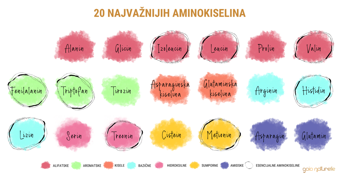 Što je kolagen i kakvu ulogu ima u našem tijelu